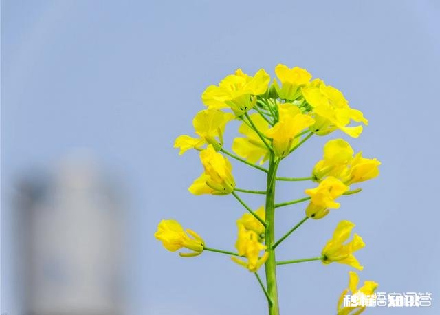 油菜在花期能不能喷洒农药,如果喷洒用什么药最好