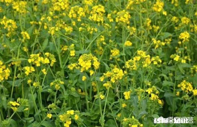 油菜在花期能不能喷洒农药,如果喷洒用什么药最好