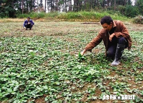 农村里面经常见的鱼腥草有什么作用