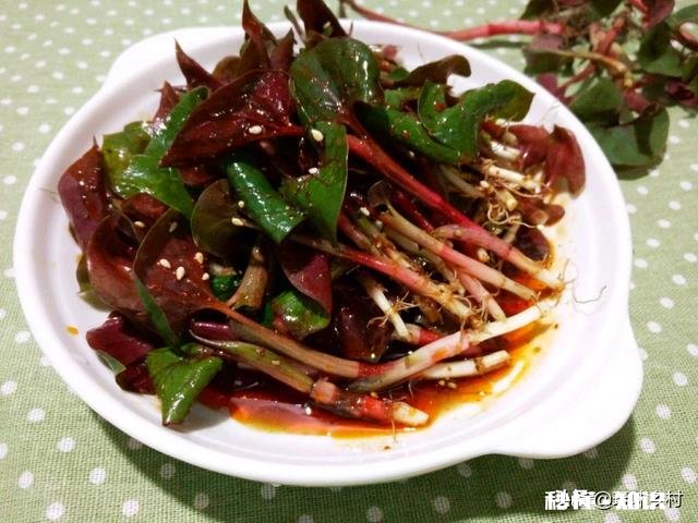 农村里面经常见的鱼腥草有什么作用