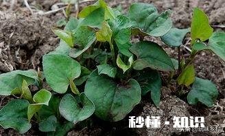 农村里面经常见的鱼腥草有什么作用