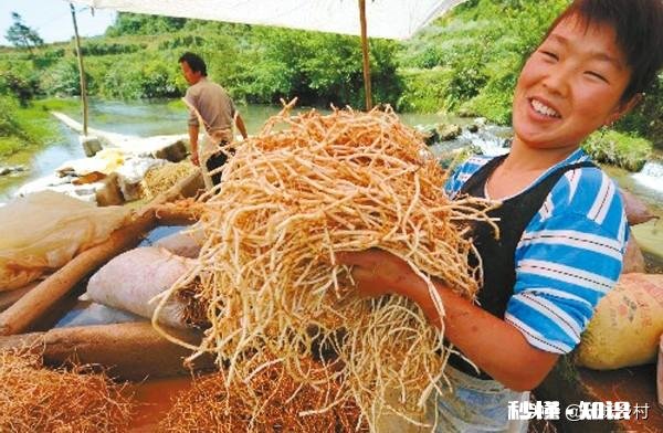 农村里面经常见的鱼腥草有什么作用