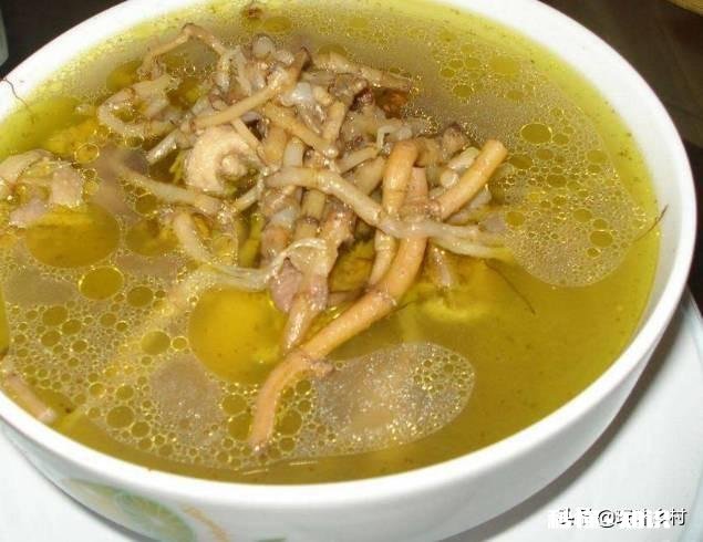 农村里面经常见的鱼腥草有什么作用