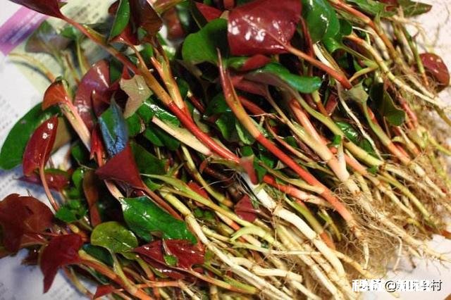 农村里面经常见的鱼腥草有什么作用