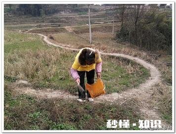 农村里面经常见的鱼腥草有什么作用