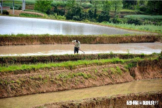 农村里面经常见的鱼腥草有什么作用