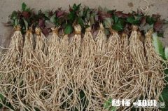 农村里面经常见的鱼腥草有什么作用