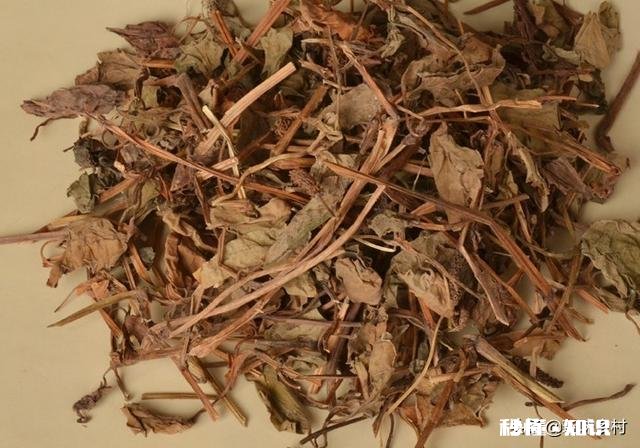 农村里面经常见的鱼腥草有什么作用