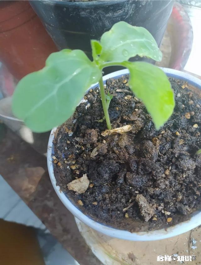 哪首歌让你想念家乡,为什么