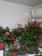 真离婚了，女方陈亚男索要大衣哥儿子分手费500万，多么