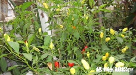 哪种辣椒又香又辣为什么
