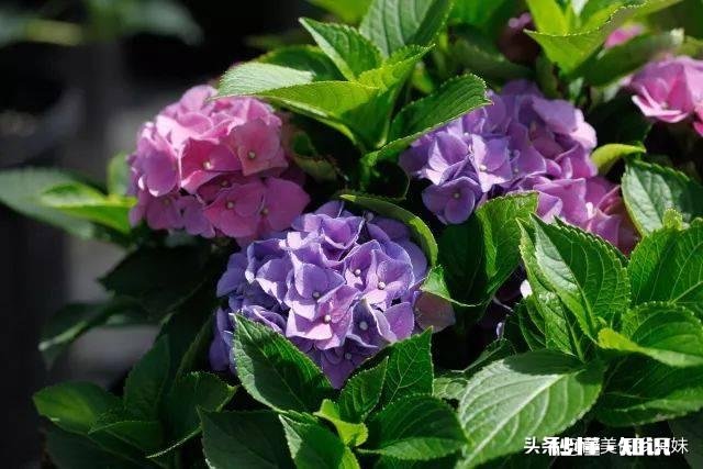 我的绣球花为什么不开花