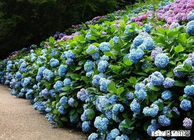 我的绣球花为什么不开花