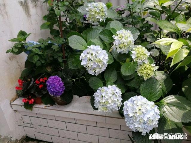 我的绣球花为什么不开花