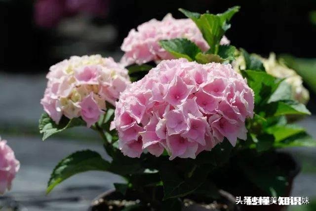 我的绣球花为什么不开花