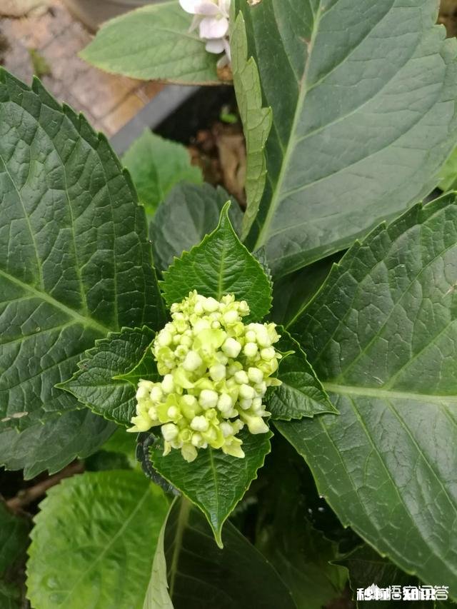 我的绣球花为什么不开花