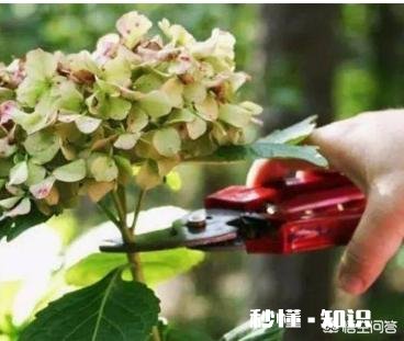 我的绣球花为什么不开花