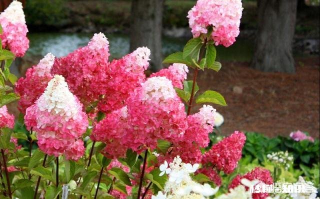 我的绣球花为什么不开花