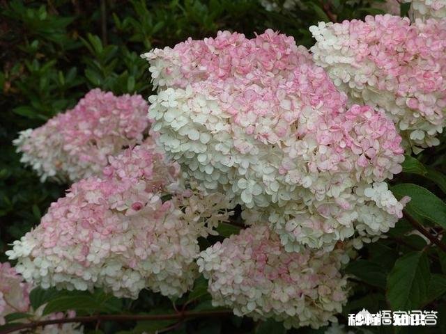 我的绣球花为什么不开花