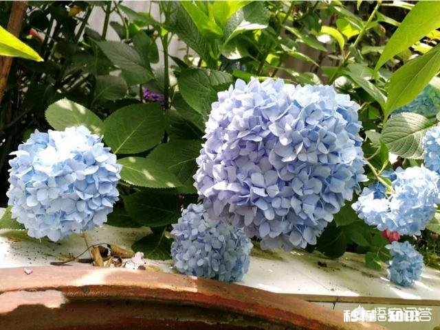 我的绣球花为什么不开花