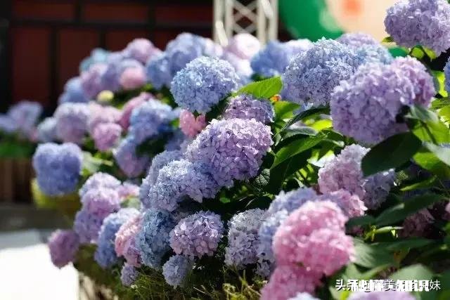 我的绣球花为什么不开花