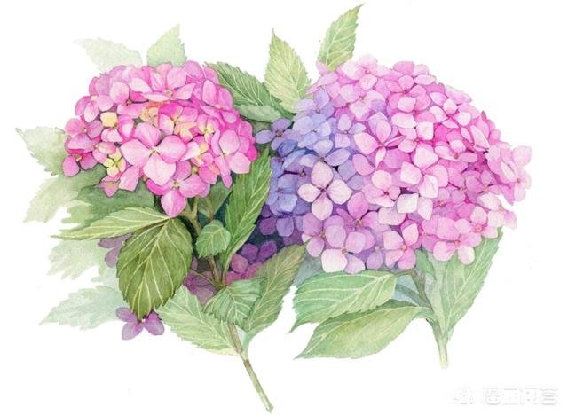 我的绣球花为什么不开花