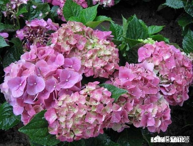 我的绣球花为什么不开花