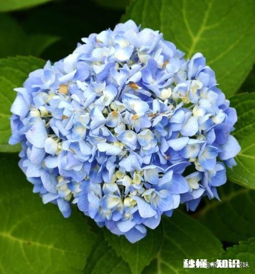 我的绣球花为什么不开花