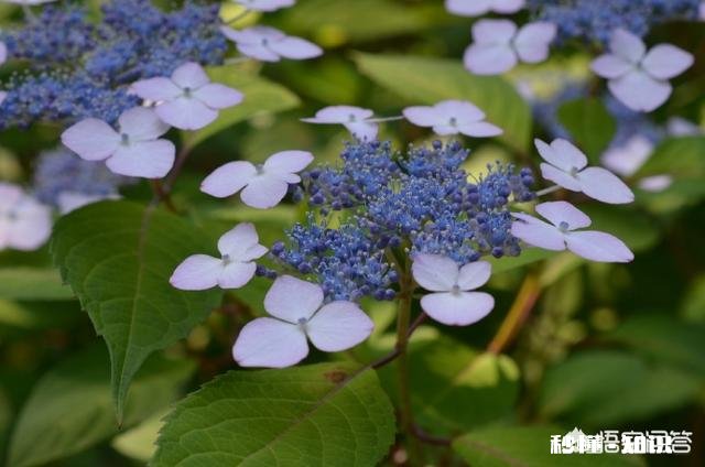 我的绣球花为什么不开花