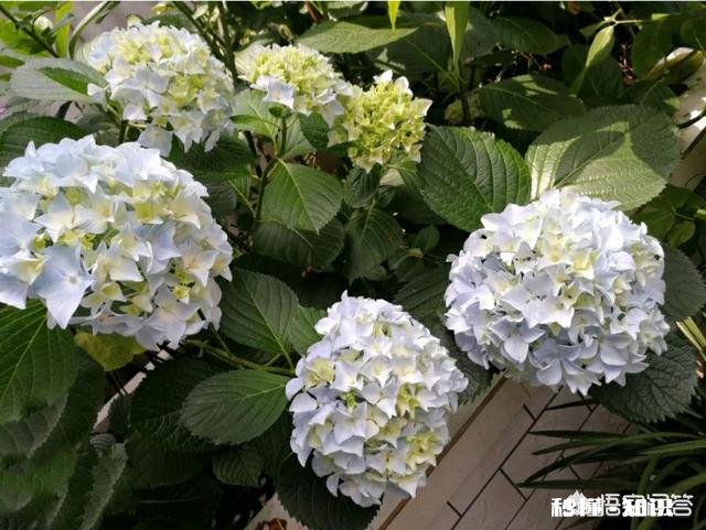 我的绣球花为什么不开花