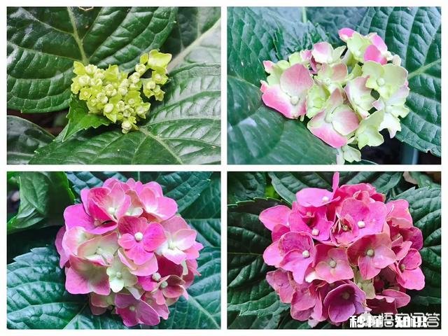 我的绣球花为什么不开花