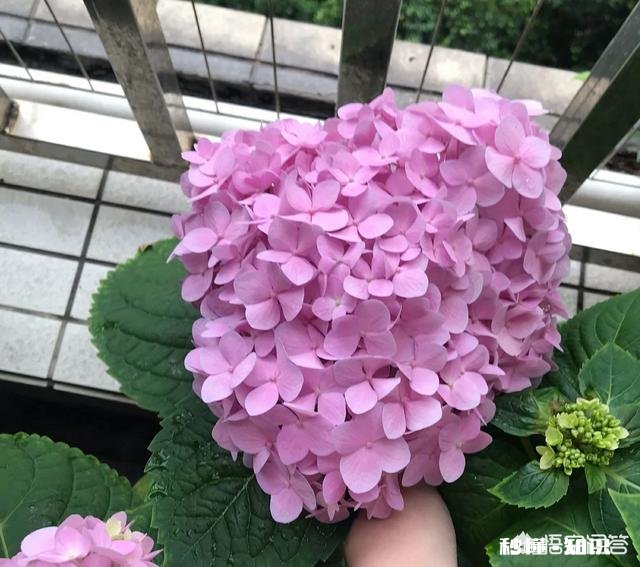 我的绣球花为什么不开花