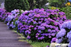 我的绣球花为什么不开花