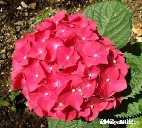 我的绣球花为什么不开花