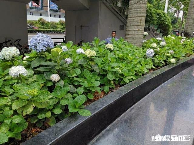 我的绣球花为什么不开花