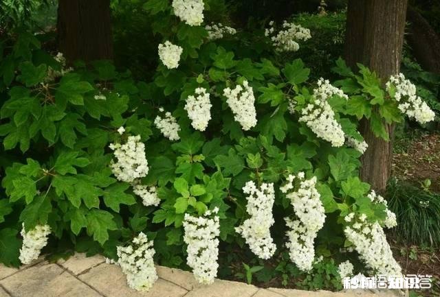 我的绣球花为什么不开花