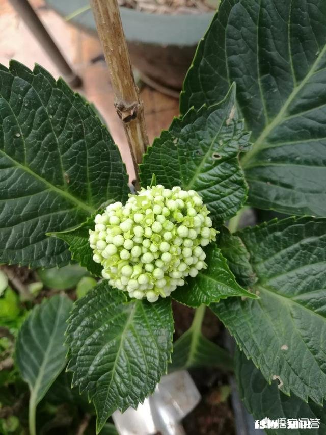 我的绣球花为什么不开花