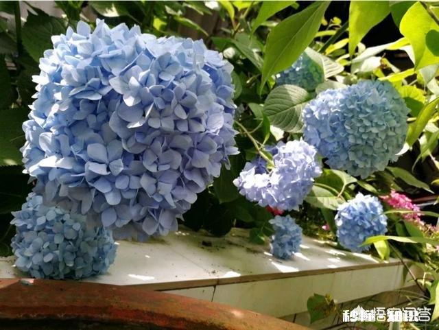 我的绣球花为什么不开花