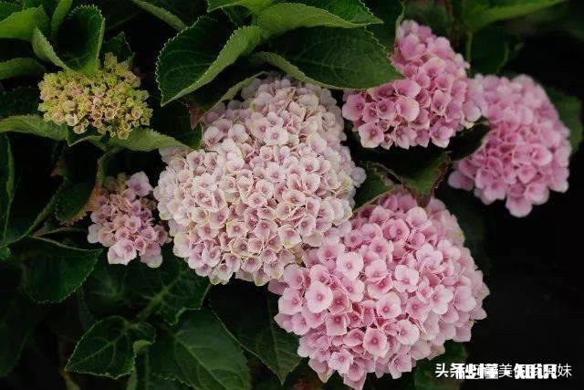 我的绣球花为什么不开花