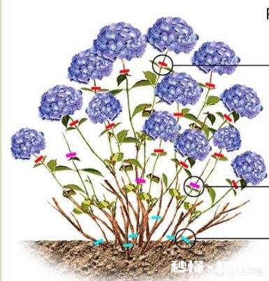 我的绣球花为什么不开花