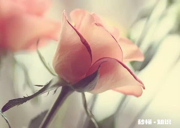 所谓善良并不一定是做好事，只要有同理心就是善良，对此你怎么看