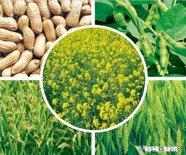 春季缺雨对农作物会有哪些影响