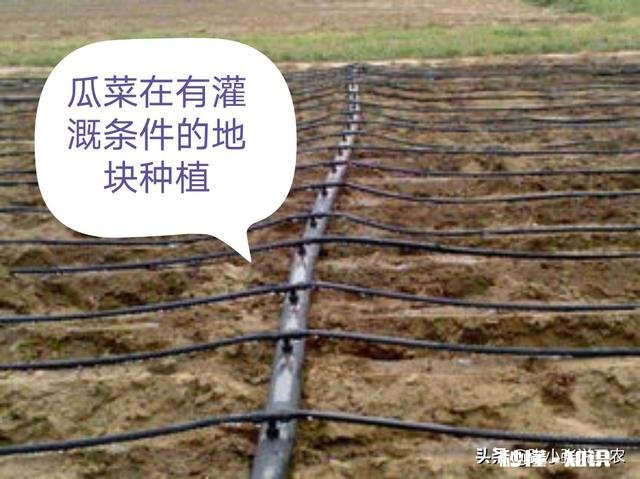 春季缺雨对农作物会有哪些影响