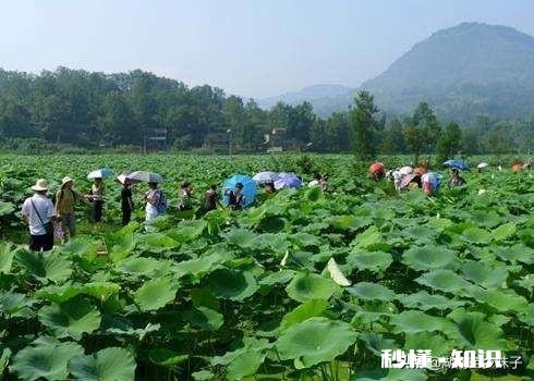 春季缺雨对农作物会有哪些影响