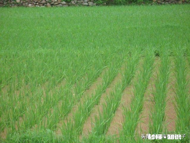 春季缺雨对农作物会有哪些影响