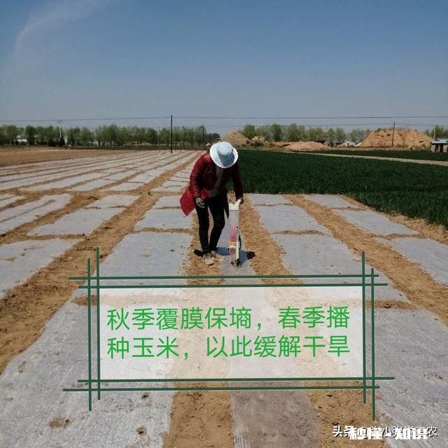 春季缺雨对农作物会有哪些影响