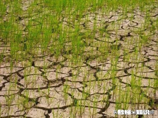 春季缺雨对农作物会有哪些影响