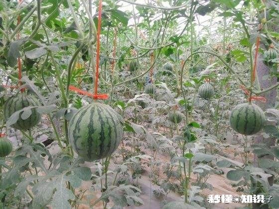 春季缺雨对农作物会有哪些影响