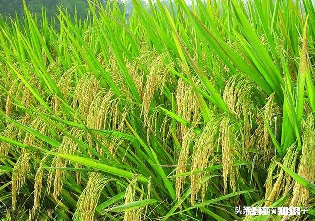 春季缺雨对农作物会有哪些影响