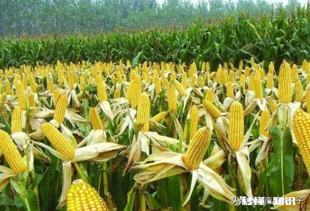 春季缺雨对农作物会有哪些影响